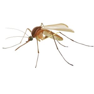 Mosquito